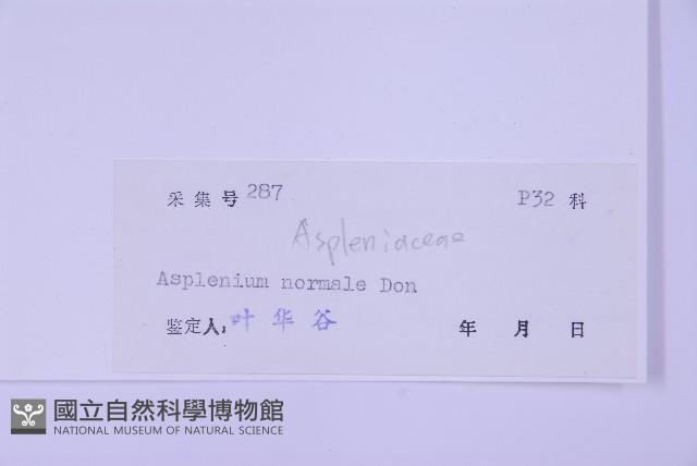 生芽鐵角蕨藏品圖，第2張