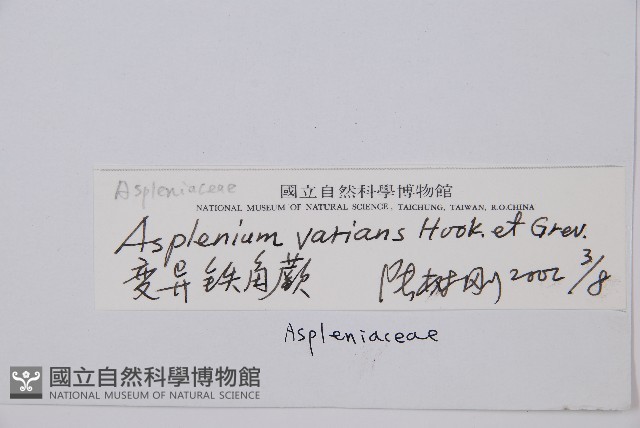 小葉鐵角蕨藏品圖，第2張