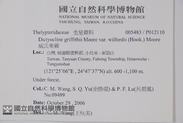 威氏聖蕨藏品圖，第2張