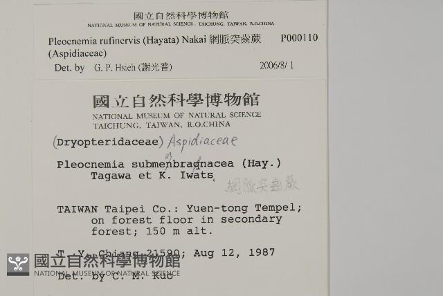 網脈突齒蕨藏品圖，第2張