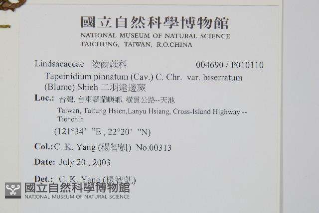 二羽達邊蕨藏品圖，第2張