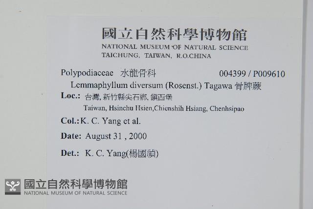 骨牌蕨藏品圖，第2張