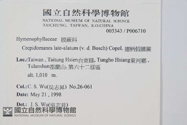 翅柄假膜蕨藏品圖，第2張