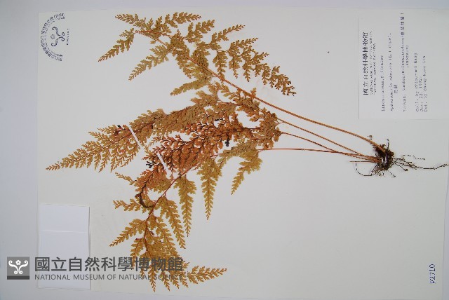 烏蕨藏品圖，第1張