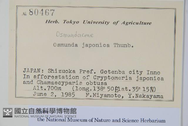 紫萁藏品圖，第1張