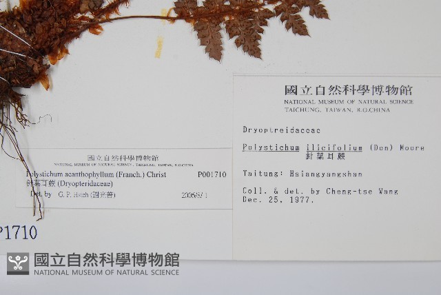 針葉耳蕨藏品圖，第2張