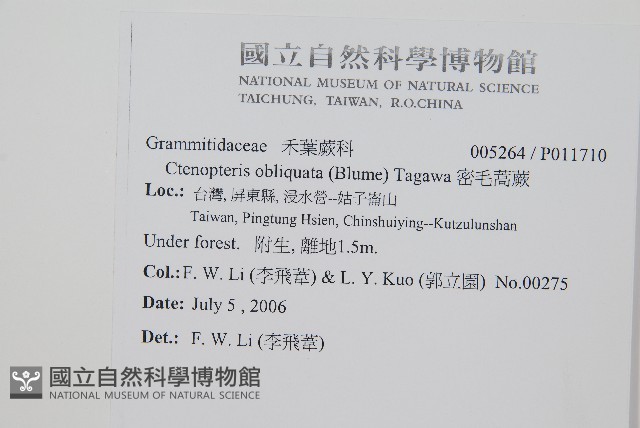 蘇島穴子蕨藏品圖，第2張