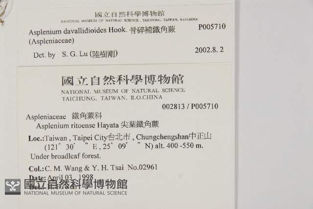 骨碎補鐵角蕨藏品圖，第2張