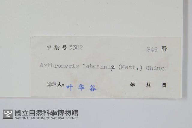 肢節蕨藏品圖，第2張