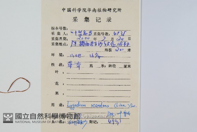 小葉海金沙藏品圖，第2張