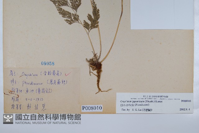 日本金粉蕨藏品圖，第2張