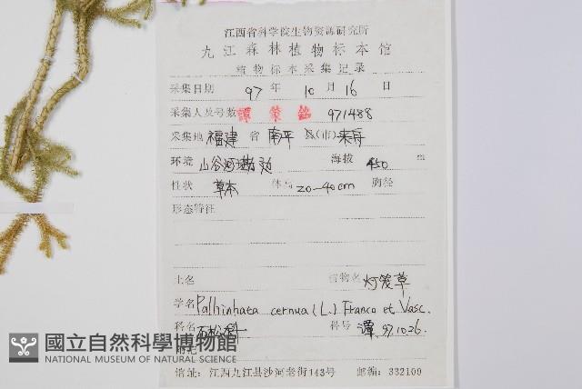 燈龍草藏品圖，第2張