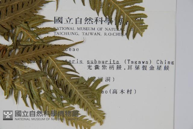 光囊紫柄蕨藏品圖，第2張