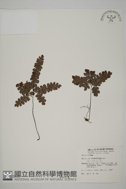 扇葉鐵線蕨藏品圖，第1張