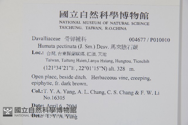 馬來陰石蕨藏品圖，第2張