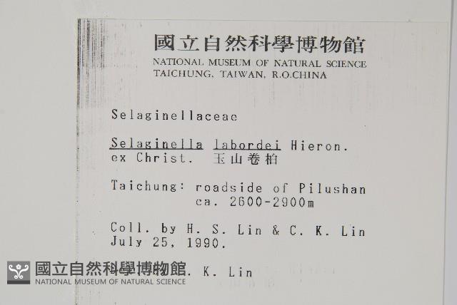 玉山卷柏藏品圖，第2張