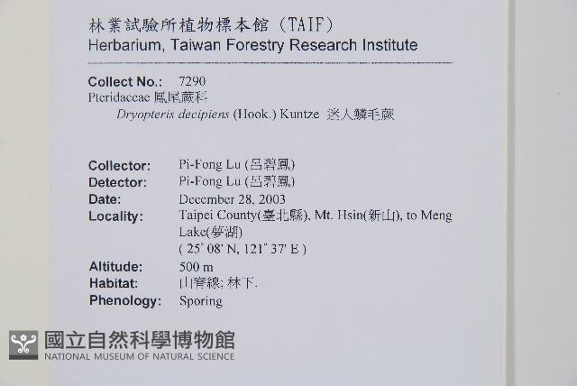 迷人鱗毛蕨、異蓋鱗毛蕨藏品圖，第2張