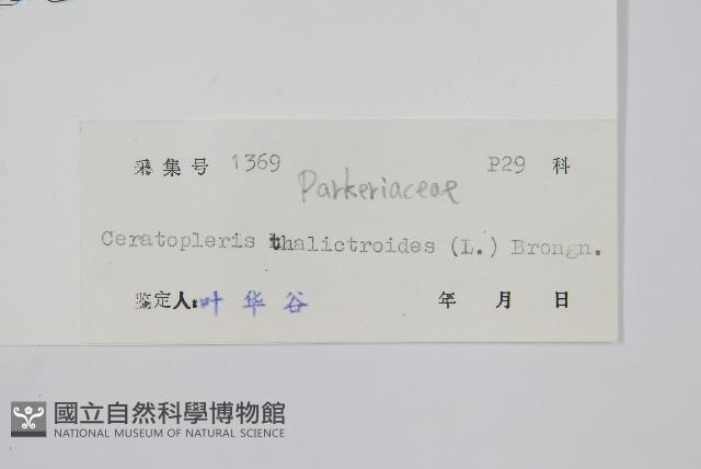 水蕨藏品圖，第2張