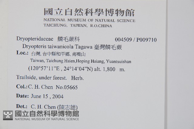 臺灣鱗毛蕨藏品圖，第2張