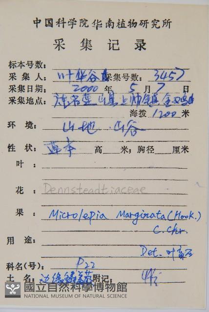 邊緣鱗蓋蕨藏品圖，第2張