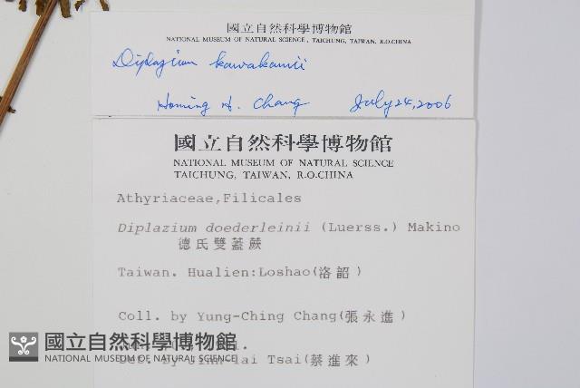 川上氏雙蓋蕨藏品圖，第2張