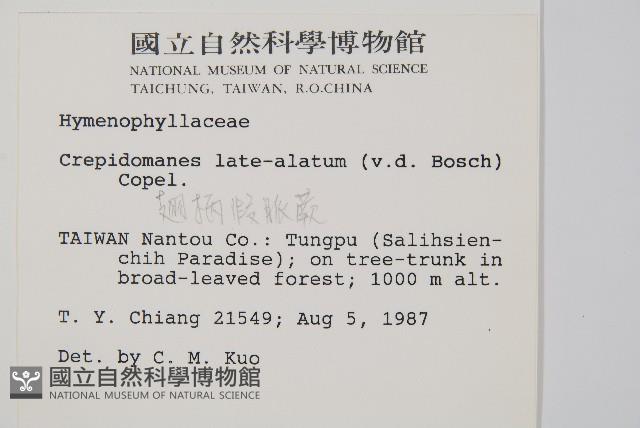 翅柄假膜蕨藏品圖，第2張