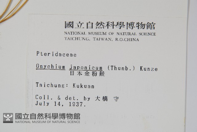 日本金粉蕨藏品圖，第2張