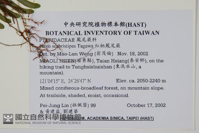 紅柄鳳尾蕨藏品圖，第2張