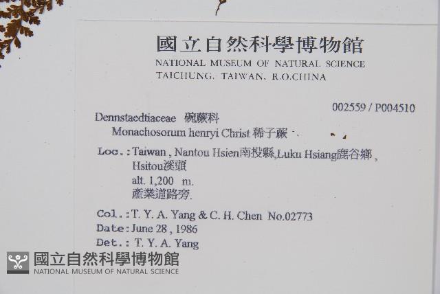 稀子蕨藏品圖，第1張