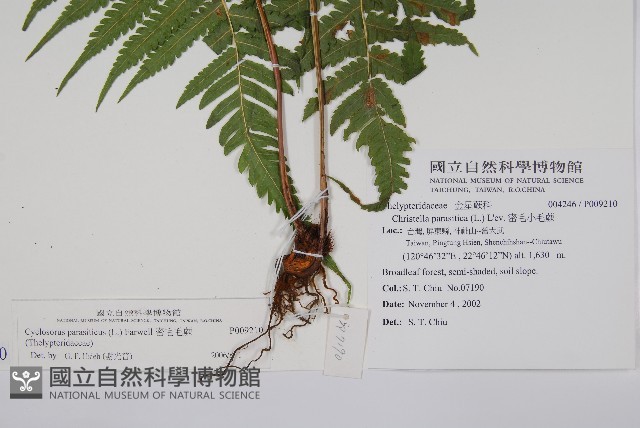密毛毛蕨藏品圖，第2張