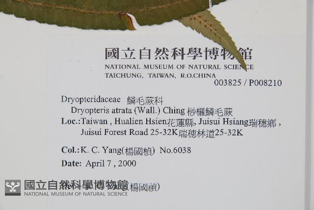 桫欏鱗毛蕨藏品圖，第2張