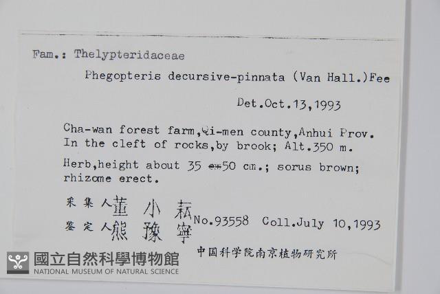 翅軸假金星蕨、短柄卵果蕨藏品圖，第2張