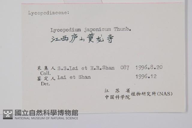 石松藏品圖，第2張