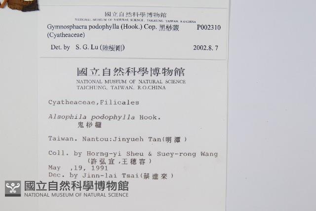 黑桫蕨藏品圖，第2張