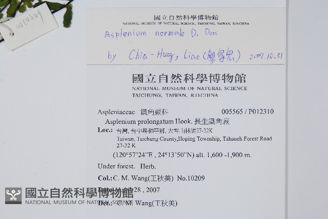 生芽鐵角蕨藏品圖，第2張