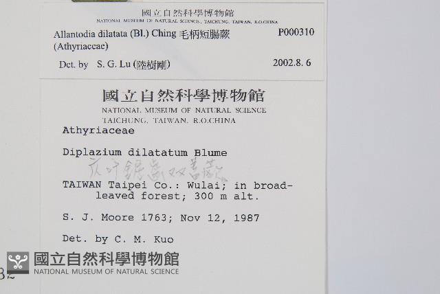 毛柄短腸蕨藏品圖，第2張