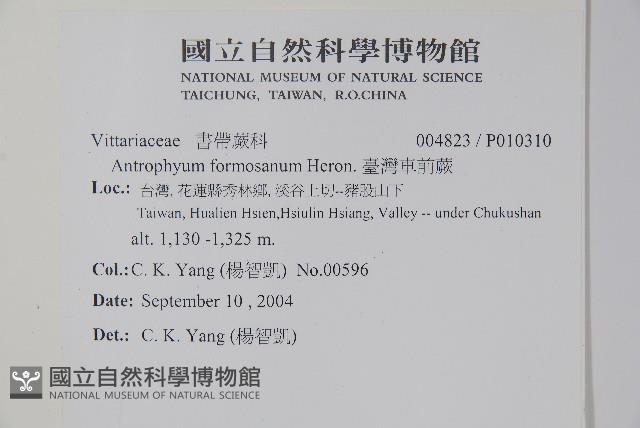 臺灣車前蕨藏品圖，第2張