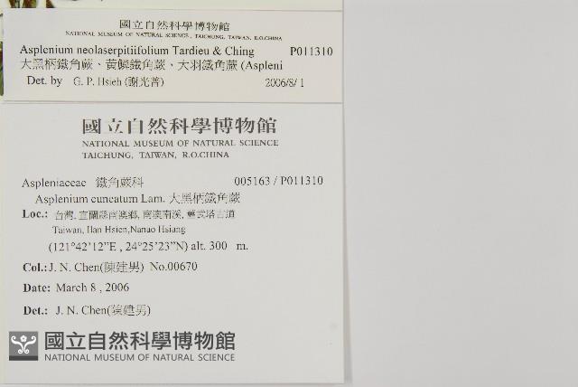 大黑柄鐵角蕨、黃鱗鐵角蕨、大羽鐵角蕨藏品圖，第5張