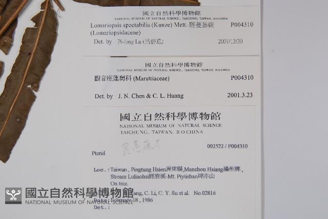 羅蔓藤蕨藏品圖，第2張