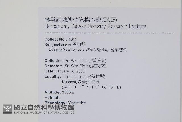 密葉卷柏藏品圖，第2張