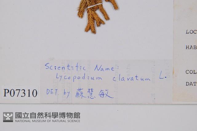 石松藏品圖，第2張