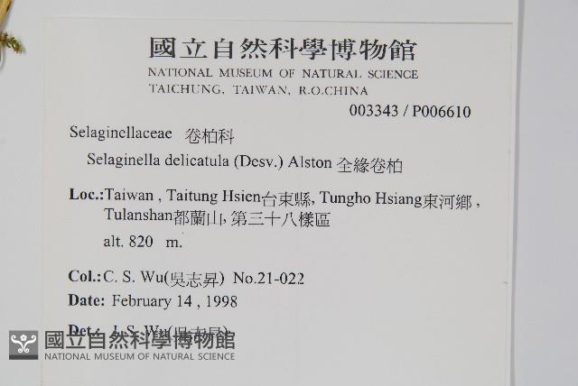 全緣卷柏藏品圖，第2張