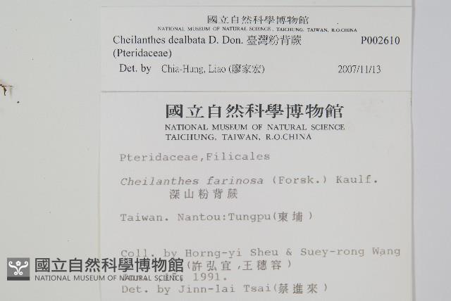 臺灣粉背蕨藏品圖，第2張