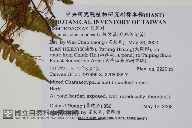 假紫萁、分株假紫萁藏品圖，第2張