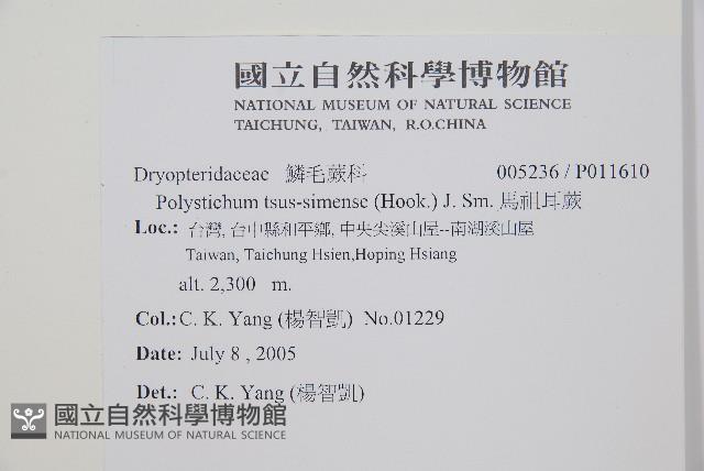 馬祖耳蕨藏品圖，第2張