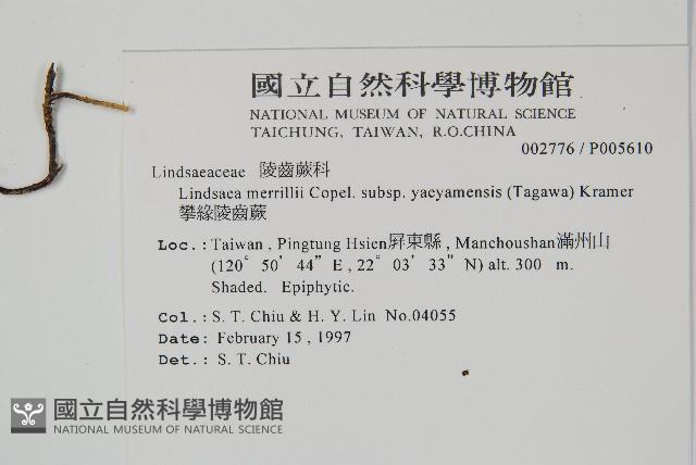 攀緣鱗始蕨藏品圖，第2張