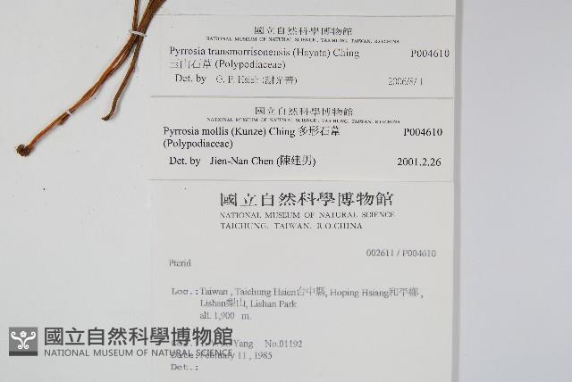 玉山石葦藏品圖，第2張