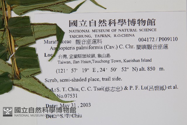 蘭嶼觀音座蓮藏品圖，第2張