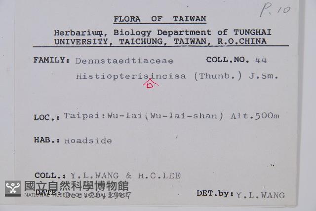 栗蕨藏品圖，第2張