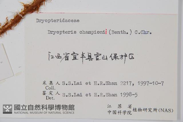 闊鱗鱗毛蕨藏品圖，第2張